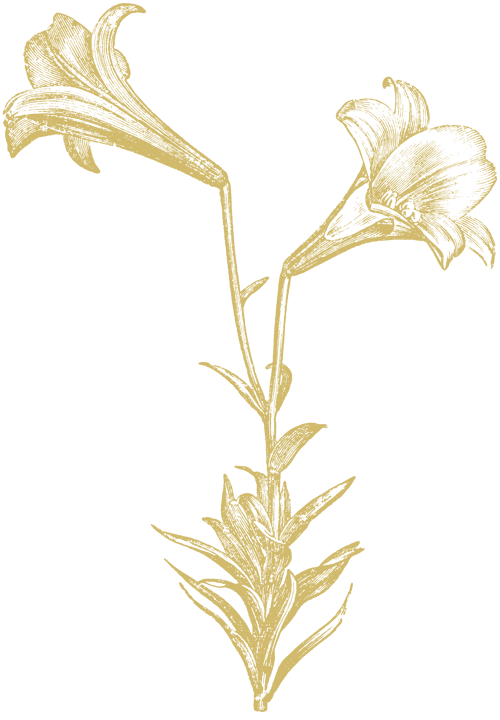 Lily Eatery logo